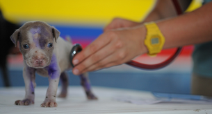 ¿Cuánto gana un veterinario al mes en España?